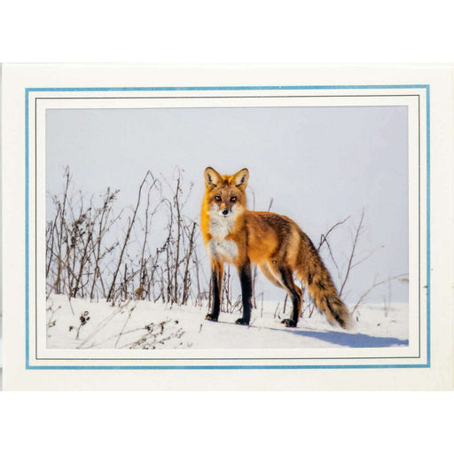Market on Blackhawk:  Nature Photography Cards by Joni Welda - Fox in Winter  |   Joni Welda