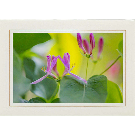 Market on Blackhawk:  Nature Photography Cards by Joni Welda - Pretty Purple Flowers  |   Joni Welda