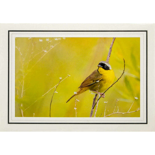 Market on Blackhawk:  Nature Photography Cards by Joni Welda - Yellow Bird  |   Joni Welda