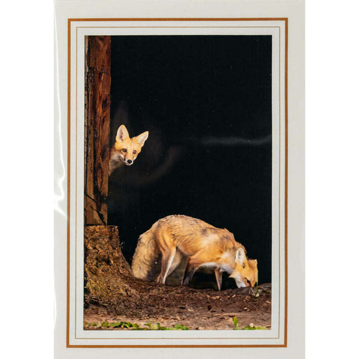 Market on Blackhawk:  Nature Photography Cards by Joni Welda - Two Foxes  |   Joni Welda