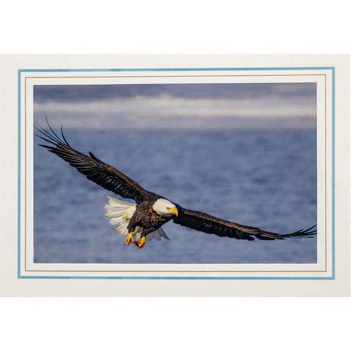 Market on Blackhawk:  Nature Photography Cards by Joni Welda - Graceful Bald Eagle  |   Joni Welda