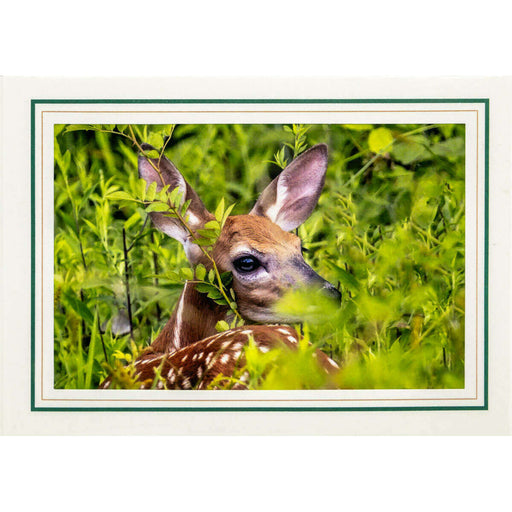 Market on Blackhawk:  Nature Photography Cards by Joni Welda - Deer in Brush  |   Joni Welda