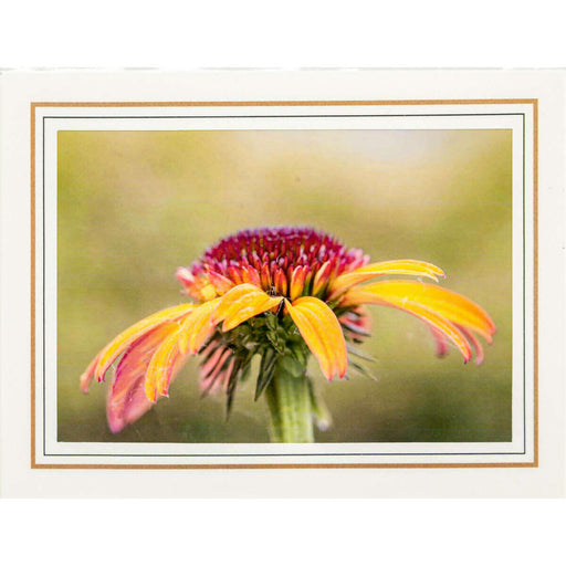 Market on Blackhawk:  Nature Photography Cards by Joni Welda - Pretty Yellow & Pink Flower  |   Joni Welda