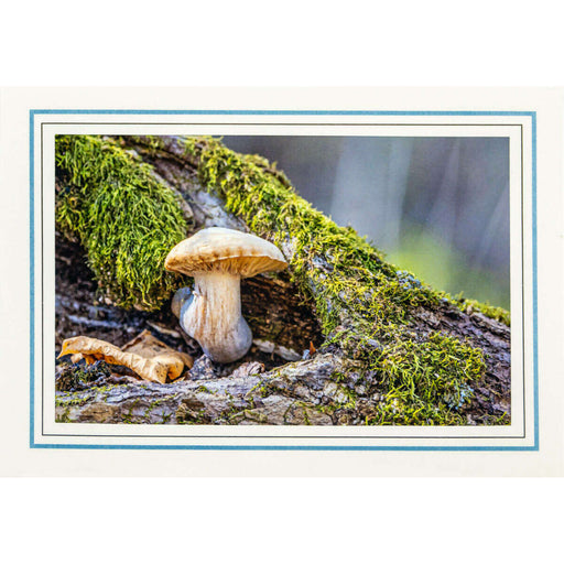 Market on Blackhawk:  Nature Photography Cards by Joni Welda - Mushroom on Mossy Log  |   Joni Welda