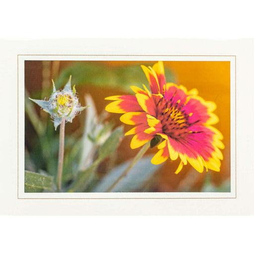 Market on Blackhawk:  Nature Photography Cards by Joni Welda - Pretty Flower Pair  |   Joni Welda