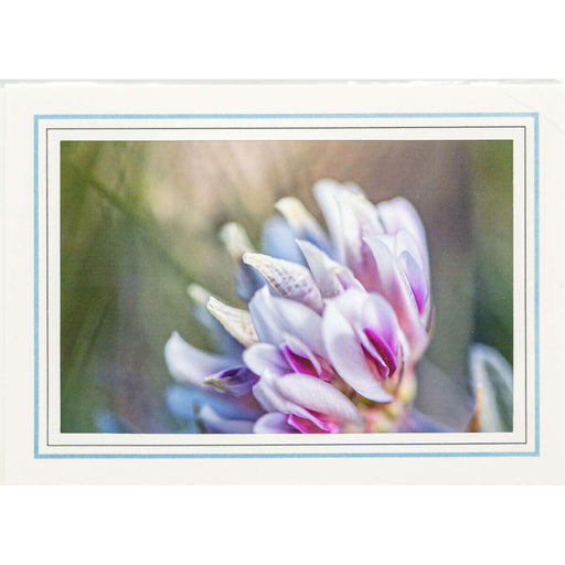 Market on Blackhawk:  Nature Photography Cards by Joni Welda - Sweet Puple & White Flower  |   Joni Welda
