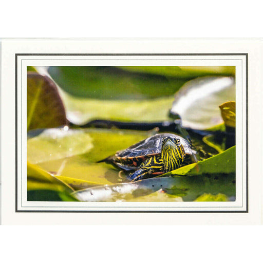 Market on Blackhawk:  Nature Photography Cards by Joni Welda - Sunning Turtle  |   Joni Welda