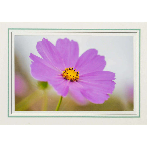 Market on Blackhawk:  Nature Photography Cards by Joni Welda - Gorgeous Purple Bloom  |   Joni Welda