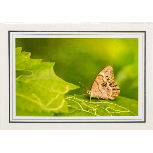 Market on Blackhawk:  Nature Photography Cards by Joni Welda - Moth on Green Leaf  |   Joni Welda