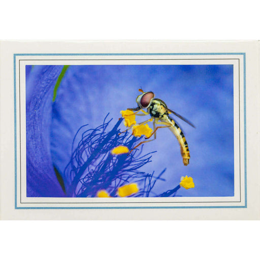 Market on Blackhawk:  Nature Photography Cards by Joni Welda - Dragonfly on Blue  |   Joni Welda