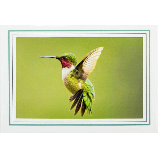 Market on Blackhawk:  Nature Photography Cards by Joni Welda - Green Hummingbird  |   Joni Welda