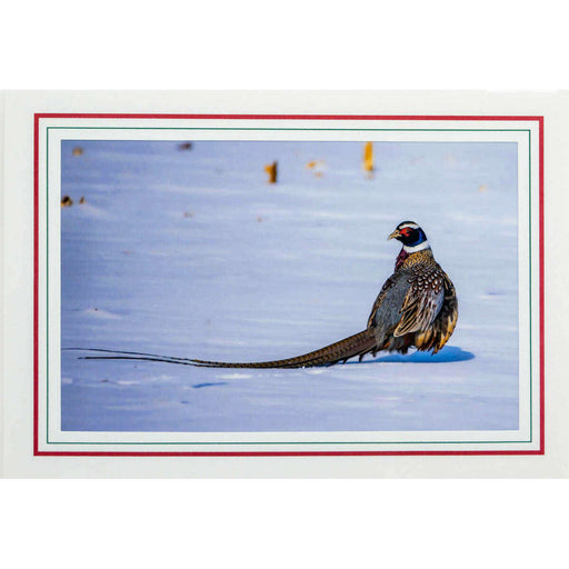 Market on Blackhawk:  Nature Photography Cards by Joni Welda - Pheasant on Snow  |   Joni Welda