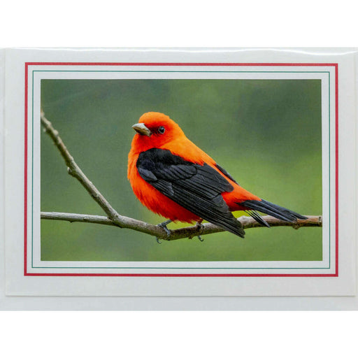 Market on Blackhawk:  Nature Photography Cards by Joni Welda - Orange Bird  |   Joni Welda