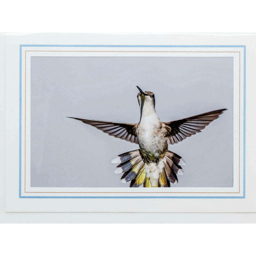 Market on Blackhawk:  Nature Photography Cards by Joni Welda - Hummingbord in Flight  |   Joni Welda