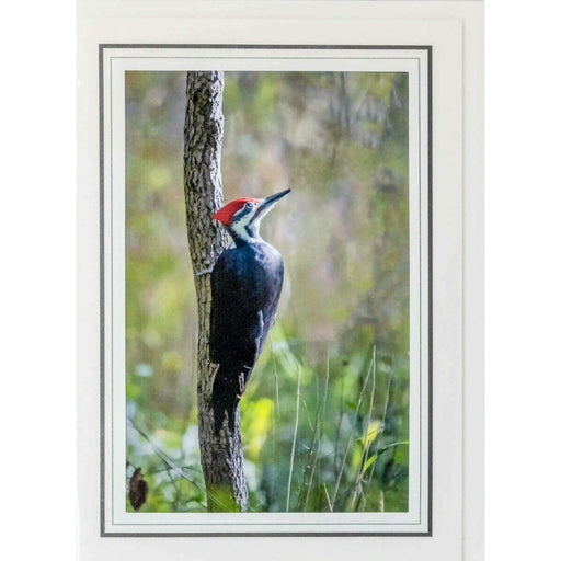 Market on Blackhawk:  Nature Photography Cards by Joni Welda - Woodpecker  |   Joni Welda