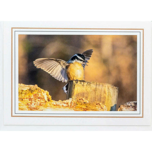 Market on Blackhawk:  Nature Photography Cards by Joni Welda - Coming In for a Landing  |   Joni Welda