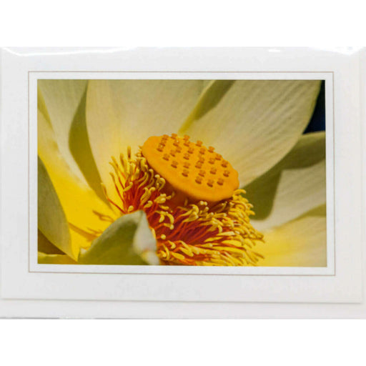 Market on Blackhawk:  Nature Photography Cards by Joni Welda - Incredible Detailed Flower  |   Joni Welda
