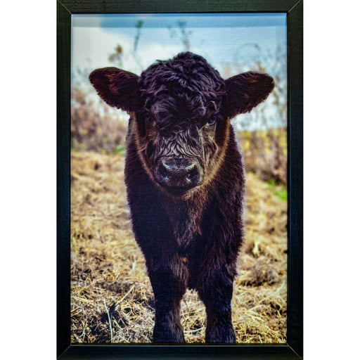 Market on Blackhawk:  "Baby Buff", Original Photography Print from Julie Check of Blufftop Farm Photography - Canvas Ultra-Thick Print (17.25" x 1.5"  x 25.25", 2.5 lbs.)  |   Blufftop Farm