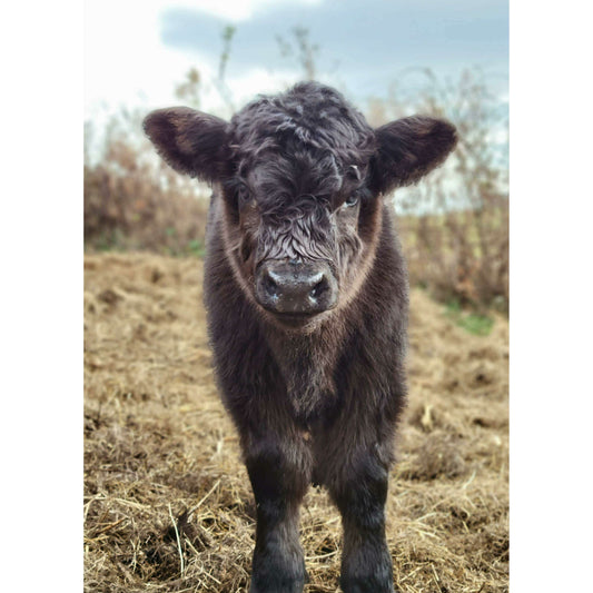 Market on Blackhawk:  "Baby Buff", Original Photography Print from Julie Check of Blufftop Farm Photography - 5"x7" matte print in a white 8x10 matte with backing included  |   Blufftop Farm