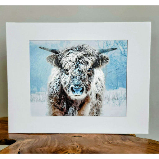 Market on Blackhawk:  "Snowy Stella", Original Photography Print - Photo Print:  8"x10" pic with white  11"x14" matte (14" x 11" x 0.2", 5 oz.)  |   Blufftop Farm
