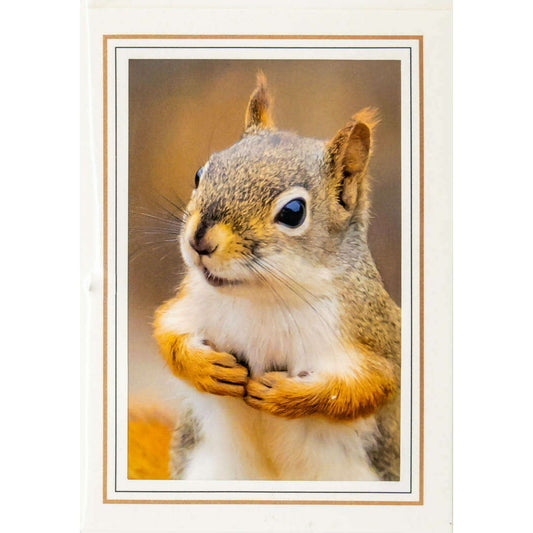 Market on Blackhawk:  Nature Photography Cards by Joni Welda - Smilin' Squirrel  |   Joni Welda