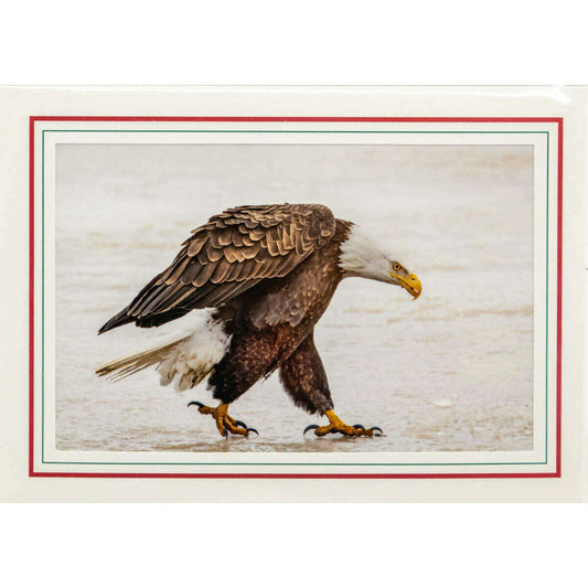Market on Blackhawk:  Nature Photography Cards by Joni Welda - Angry Eagle  |   Joni Welda