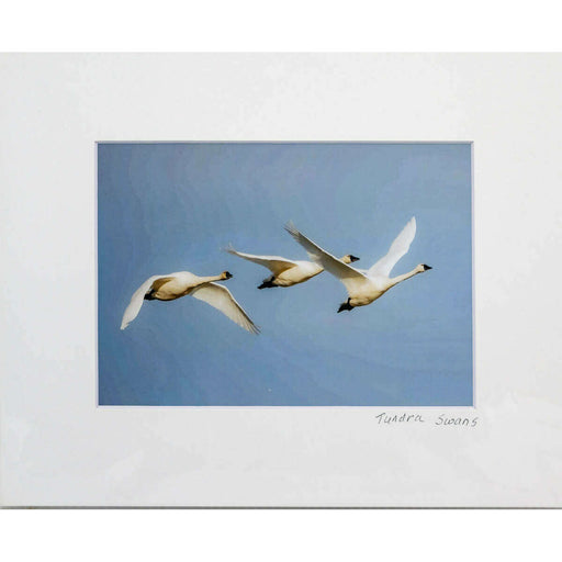 Market on Blackhawk:  Nature Photography Prints (5" x 7" - matted to 8" x 10") - Tundra Swans  |   Joni Welda