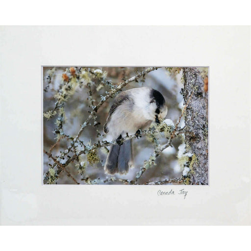 Market on Blackhawk:  Nature Photography Prints (5" x 7" - matted to 8" x 10") - Canada Jay  |   Joni Welda