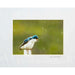 Market on Blackhawk:  Nature Photography Prints (5" x 7" - matted to 8" x 10") - Tree Swallow  |   Joni Welda