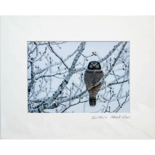 Market on Blackhawk:  Nature Photography Prints (5" x 7" - matted to 8" x 10") - Northern Hawk-Owl  |   Joni Welda
