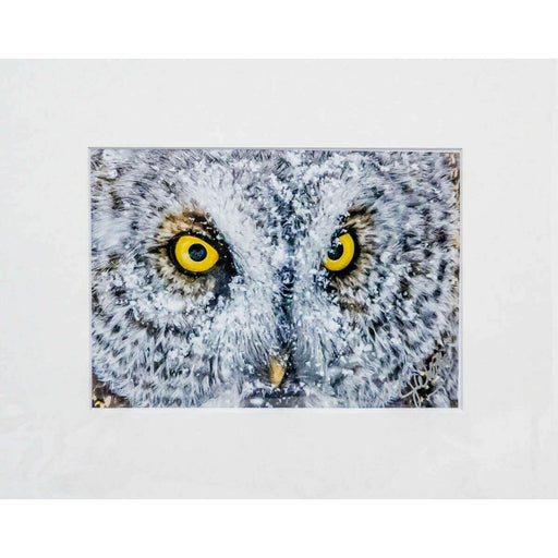 Market on Blackhawk:  Nature Photography Prints (5" x 7" - matted to 8" x 10") - Great Grey Owl  |   Joni Welda