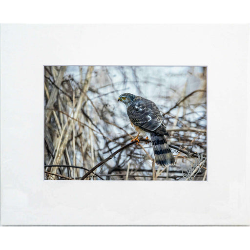 Market on Blackhawk:  Nature Photography Prints (5" x 7" - matted to 8" x 10") - Focused Perch  |   Joni Welda