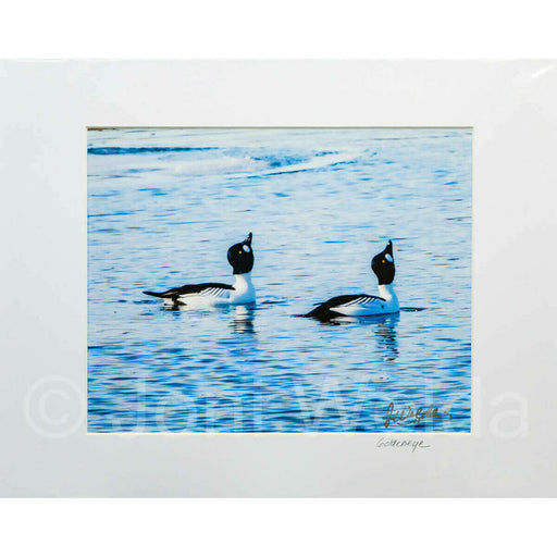 Market on Blackhawk:  Nature Photography Prints (8" x 10" picture - matted to 11" x 17") - Pair of Goldeneye's  |   Joni Welda