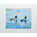 Market on Blackhawk:  Nature Photography Prints (8" x 10" picture - matted to 11" x 17") - Pair of Goldeneye's  |   Joni Welda