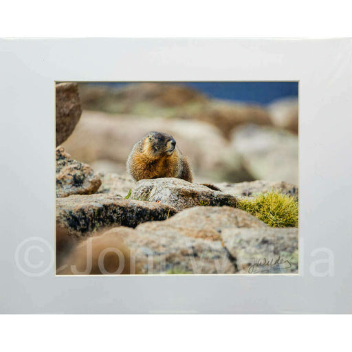 Market on Blackhawk:  Nature Photography Prints (8" x 10" picture - matted to 11" x 17") - Rocky Marmot  |   Joni Welda