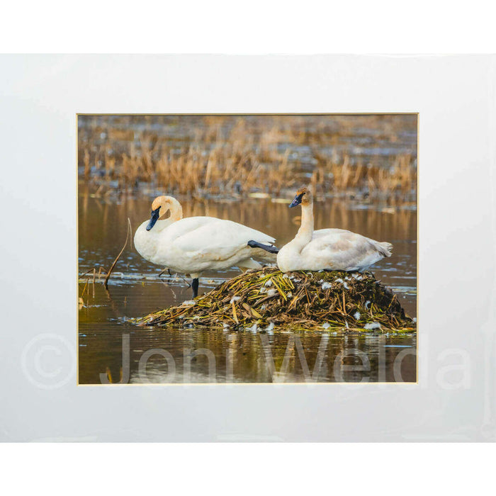 Market on Blackhawk:  Nature Photography Prints (8" x 10" picture - matted to 11" x 17") - Swans  |   Joni Welda