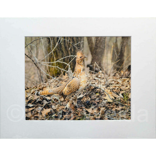 Market on Blackhawk:  Nature Photography Prints (8" x 10" picture - matted to 11" x 17") - Pheasant (looking right)  |   Joni Welda