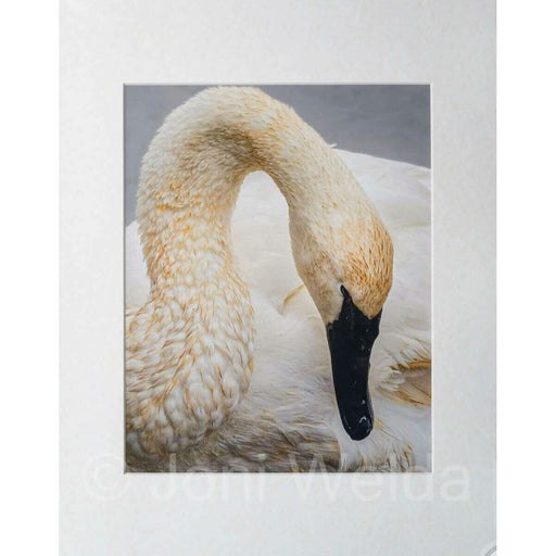 Market on Blackhawk:  Nature Photography Prints (8" x 10" picture - matted to 11" x 17") - Swan  |   Joni Welda