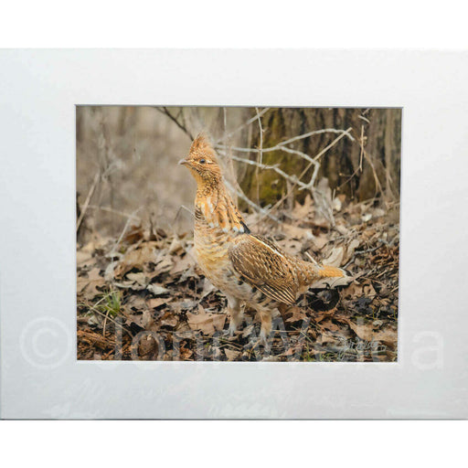 Market on Blackhawk:  Nature Photography Prints (8" x 10" picture - matted to 11" x 17") - Pheasant (looking left)  |   Joni Welda