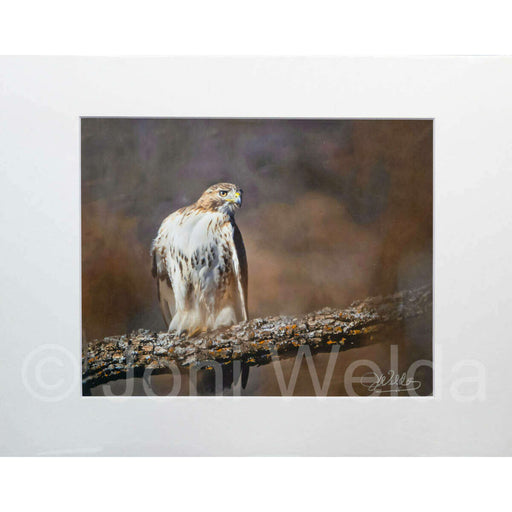Market on Blackhawk:  Nature Photography Prints (8" x 10" picture - matted to 11" x 17") - Hawkish Stare  |   Joni Welda
