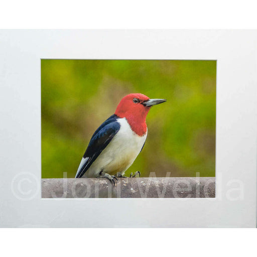 Market on Blackhawk:  Nature Photography Prints (8" x 10" picture - matted to 11" x 17") - Red-Headed Woodpecker  |   Joni Welda