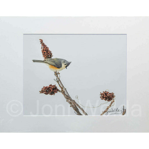 Market on Blackhawk:  Nature Photography Prints (8" x 10" picture - matted to 11" x 17") - Tufted on Branch  |   Joni Welda