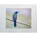 Market on Blackhawk:  Nature Photography Prints (8" x 10" picture - matted to 11" x 17") - Sweet Blue Stare  |   Joni Welda