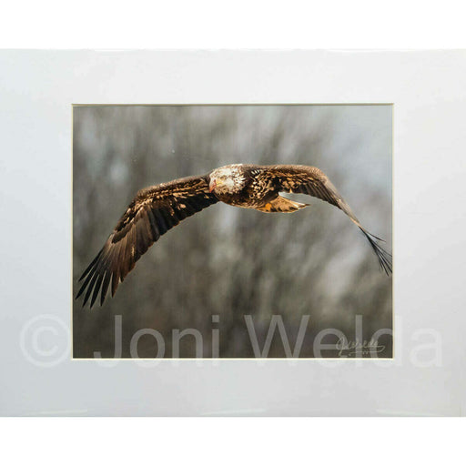 Market on Blackhawk:  Nature Photography Prints (8" x 10" picture - matted to 11" x 17") - Majestic Flight  |   Joni Welda
