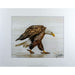 Market on Blackhawk:  Nature Photography Prints by Joni Welda - Angry Eagle  |   Joni Welda