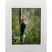 Market on Blackhawk:  Nature Photography Prints by Joni Welda - Fine Art Pileated  |   Joni Welda